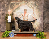 Gordon Setter #5 Sat G4 Judge Paula Hartinger