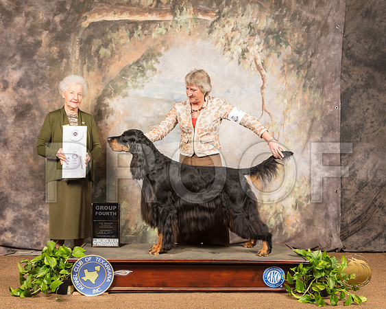 Gordon Setter #5 Sat G4 Judge Paula Hartinger_SSR_0601-TXRKNA2019-HR3
