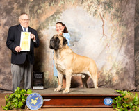 Mastiff #9 Sat G3 Judge Dr Donald Gill