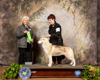 Siberian Husky #14 Sat OHG2 Judge Gloria Kerr