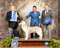 Siberian Husky #7 Sat G1 Judge Dr Donald Gill