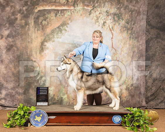 Alaskan Malamute #8 Sat WB _SSR_0690-TXRKNA2019-HR3