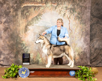 Alaskan Malamute #8 Sat WB