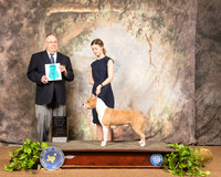 American Staffordshire Terrier OHBIS Judge Dr Donald Gill