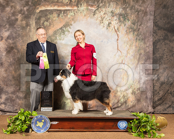 Australian Shepherd #14 Sat OHRBIS Judge Dr Donald Gill_SSR_0669-TXRKNA2019-HR3