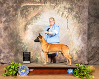 Belgian Malinois #7 Sat BOB NGrCh