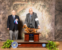 Dachshund Long #9 Sat BOW Judge Dr Donald Gill