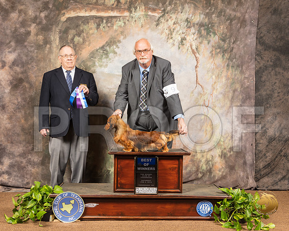 Dachshund Long #9 Sat BOW Judge Dr Donald Gill_SSR_0665-TXRKNA2019-HR3