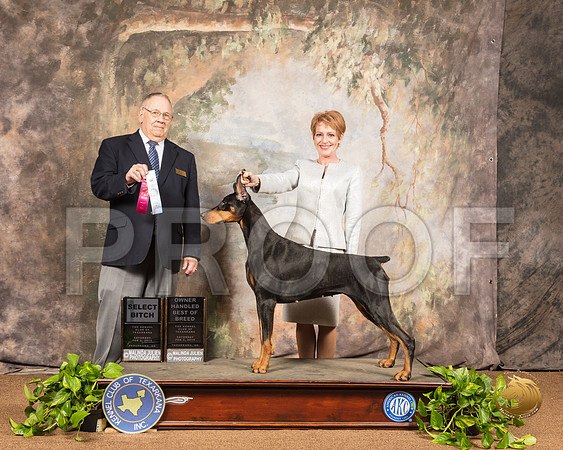 Doberman Pinscher #24 Sat OHBOB SB Judge Dr Donald Gill_SSR_0681-TXRKNA2019-HR3