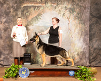 German Shepherd Dog #22 Sat G4 Judge Carolyn A Herbel