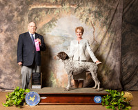 German Shorthaired Pointer #11 Sat OHG1 Judge Dr Donald Gill