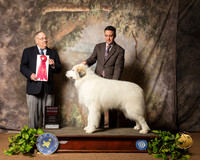 Great Pyrenees #5 Sat G2 Judge Dr Donald Gill