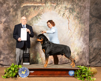 Rottweiler #5 Sat G4 Judge Dr Donald Gill