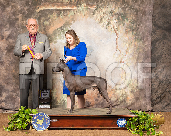 Xolo #7 Sat BOB NGrCh Judge Col Joe Purkhiser_SSR_0644-TXRKNA2019-HR3