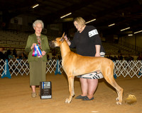 Great Dane #17 Sat BOW Judge Paula Hartinger