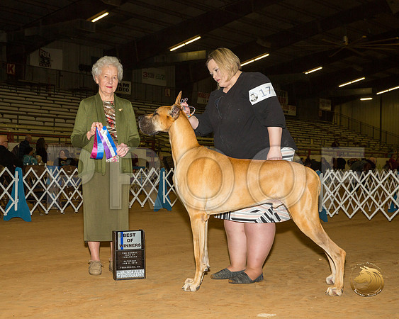 Great Dane #17 Sat BOW Judge Paula Hartinger__ST_1230-TXRKNA2019-HR3