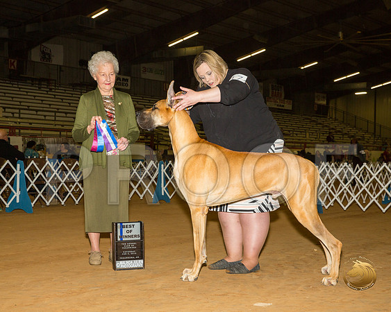 Great Dane #17 Sat BOW Judge Paula Hartinger__ST_1232-TXRKNA2019-HR3
