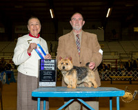 Norwich Terrier #14 Sat BOW NCh Judge Carolyn A Herbel