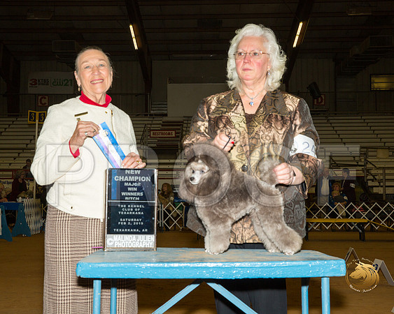 Poodle Toy #24 Sat BOW Maj NCh Judge Carolyn A Herbel__ST_1243-TXRKNA2019-HR3