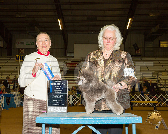 Poodle Toy #24 Sat BOW Maj NCh Judge Carolyn A Herbel__ST_1246-TXRKNA2019-HR3