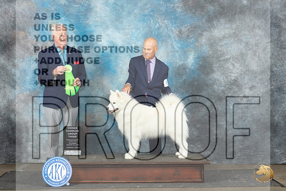 Samoyed #8 Sat OHG3 Judge Dr Steve Keating__JP_3708_Lubbock_2024_HR3