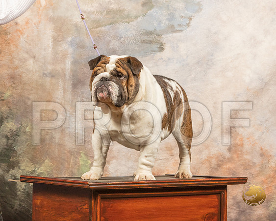 Bulldog Custom Mary Annd Grider_SSR_0703-TXRKNA2019-HR3