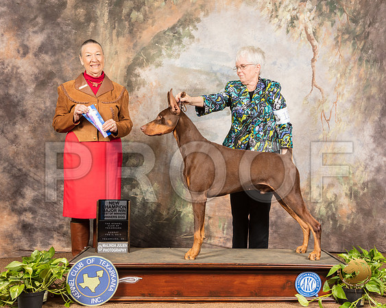 Doberman Pinscher #11 Sun NCh Maj BOW Judge Carolyn A Herbel_SSR_0755-TXRKNA2019-HR3