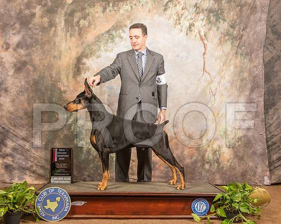 Doberman Pinscher #7 Sat NGrCh Judge Carolyn A Herbel_SSR_0717-TXRKNA2019-HR3