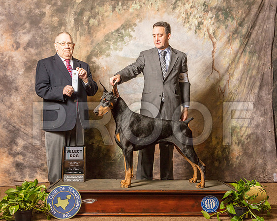 Doberman Pinscher #7 Sun SD Judge Dr Donald Gill_SSR_0721-TXRKNA2019-HR3