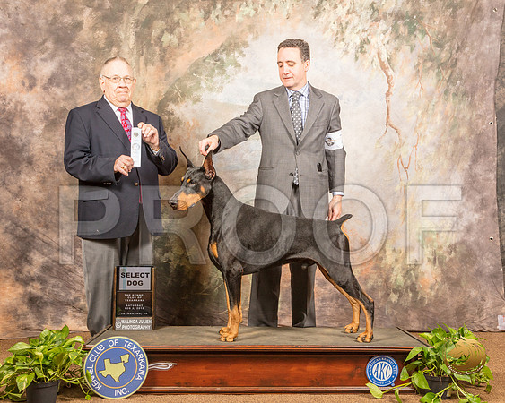 Doberman Pinscher #7 Sun SD Judge Dr Donald Gill_SSR_0722-TXRKNA2019-HR3