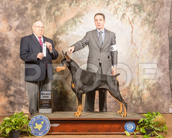 Doberman Pinscher #7 Sun SD Judge Dr Donald Gill_SSR_0723-TXRKNA2019-HR3
