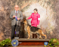German Shepherd Dog #16 Sun WB Maj Judge Col Joe Purkhiser