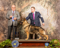 German Shepherd Dog #5 Sun BOW Judge Col Joe Purkhiser
