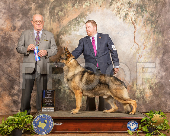 German Shepherd Dog #5 Sun BOW Judge Col Joe Purkhiser_SSR_0733-TXRKNA2019-HR3