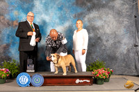 Bulldog #25 Fri OHG4 Judge John Booth