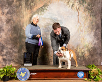 Bulldog Sun NCh BOW Judge Gloria Kerr