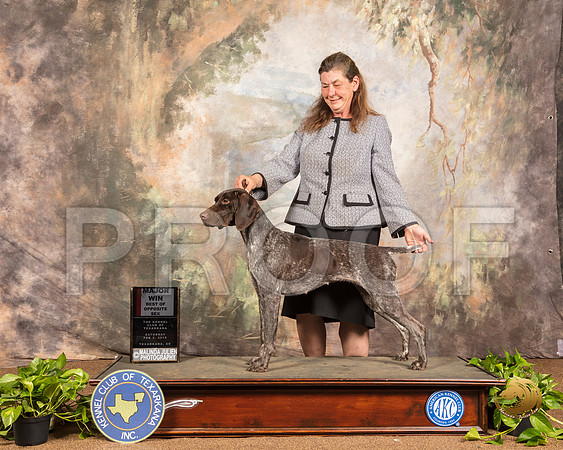 German Shorthaired Retriever #20 Sat BOS Maj RESHOOT Judge Gloria Kerr_SSR_0817-TXRKNA2019-HR3