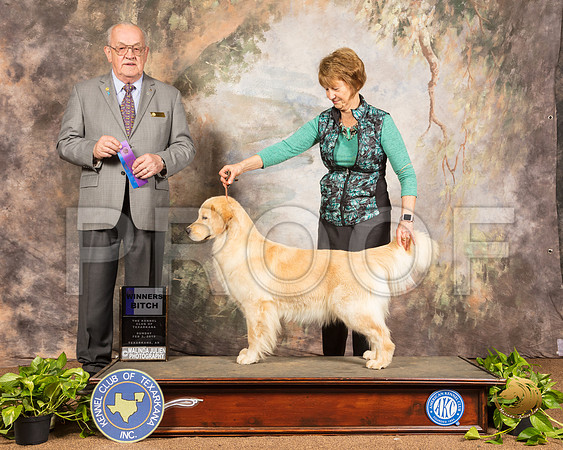 Golden Retriever #12 Sun WB Judge Col Joe Purkhiser_SSR_0791-TXRKNA2019-HR3