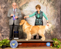 Golden Retriever #19 Sun BOW Judge Col Joe Purkhiser