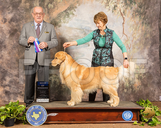 Golden Retriever #19 Sun BOW Judge Col Joe Purkhiser_SSR_0793-TXRKNA2019-HR3