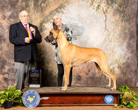 Great Dane #24 Sun BOB Judge Dr Donald Gill