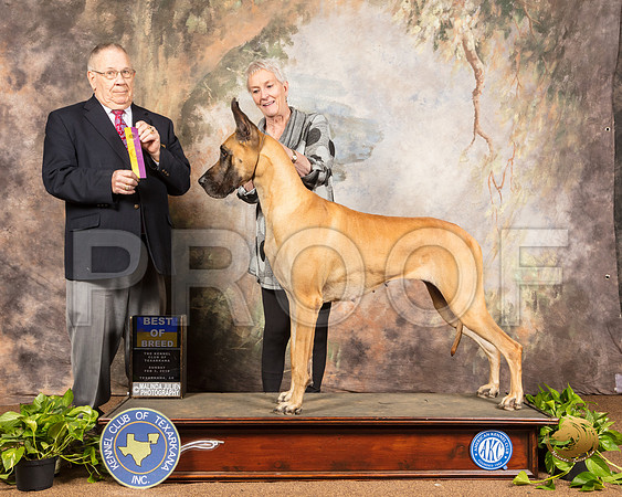 Great Dane #24 Sun BOB Judge Dr Donald Gill_SSR_0799-TXRKNA2019-HR3