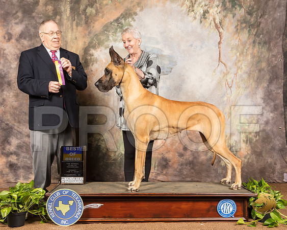 Great Dane #24 Sun BOB Judge Dr Donald Gill_SSR_0801-TXRKNA2019-HR3