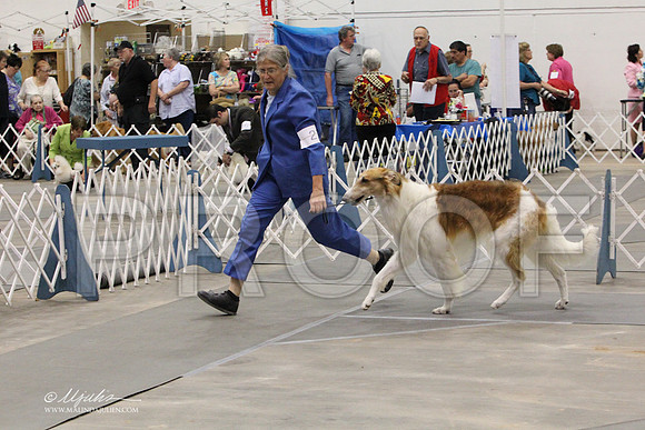 Borzoi-9657LR