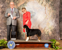 Australian Shepherd #10 Sun NGrCh Judge Col Joe Purkhiser