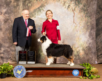 Australian Shepherd #14 Sun BOS OHBOB Judge Dr Donald Gill