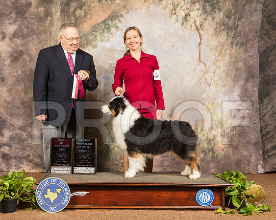 Australian Shepherd #14 Sun BOS OHBOB Judge Dr Donald Gill_SSR_0861-TXRKNA2019-HR3