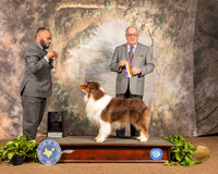 Australian Shepherd #17 SAT Reshoot
