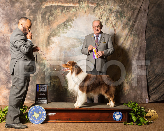 Australian Shepherd #17 SAT Reshoot_SSR_0919-TXRKNA2019-HR3