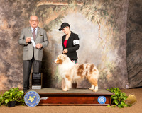 Australian Shepherd #5 Sun SD Judge Col Joe Purkhiser